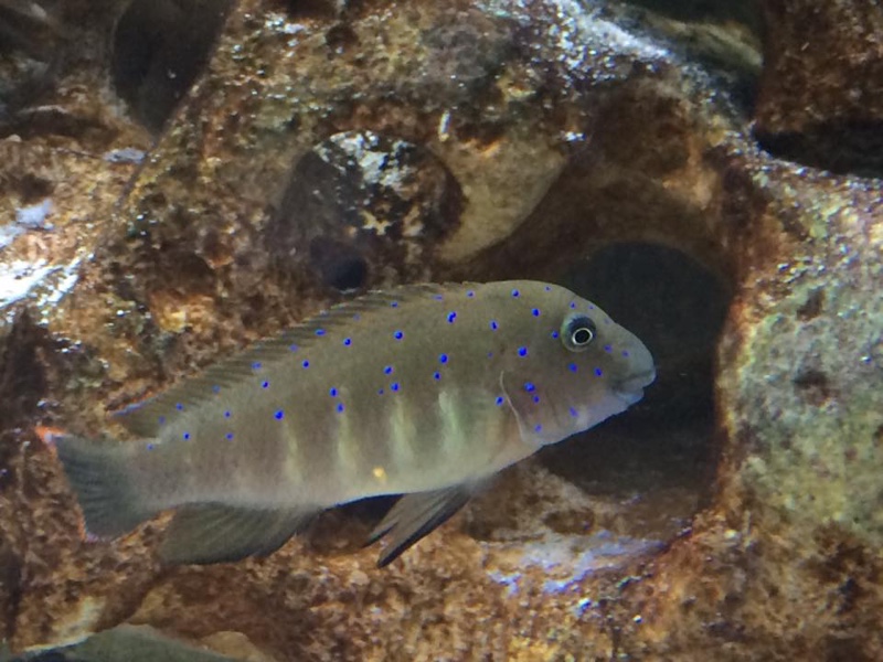 Eretmodus cyanostictus 'Kalambo Lodge'